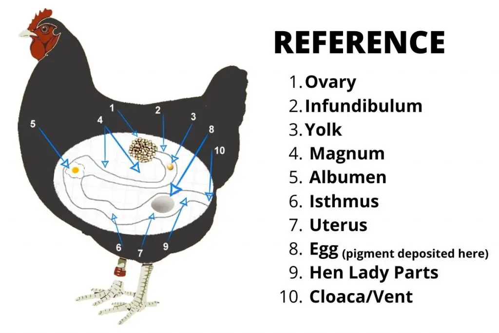 HEN REPRODUCTIVE TRACT, JOURNEY OF A CHICKEN EGG
