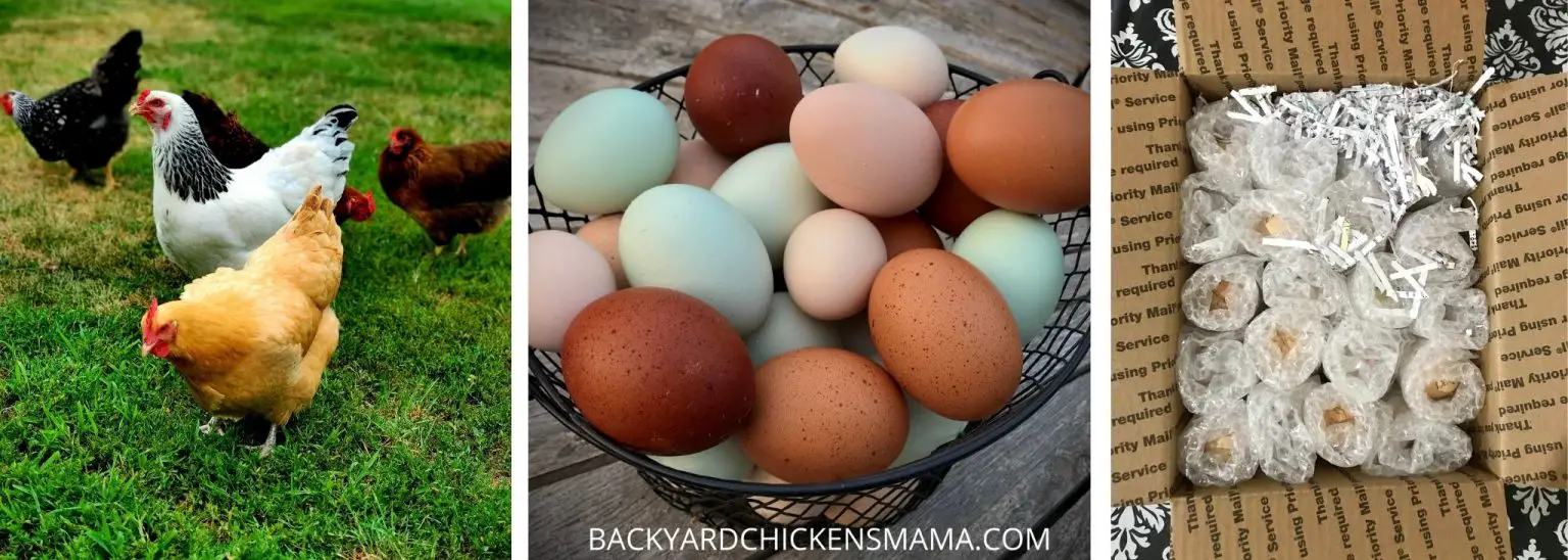 11 Best TipsHow to Buy Fertile Eggs[Increase Your Hatch Rate]