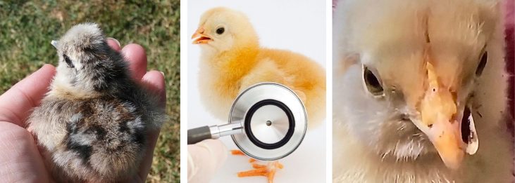 HOW TO CHOOSE HEALTHY BABY CHICKS