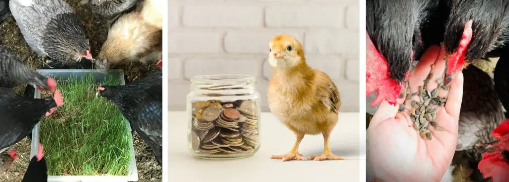 HOW TO FEED CHICKENS ON A BUDGET