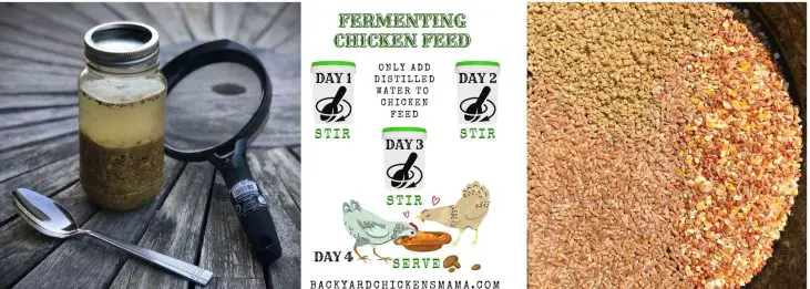 HOW TO FERMENT CHICKEN FEED