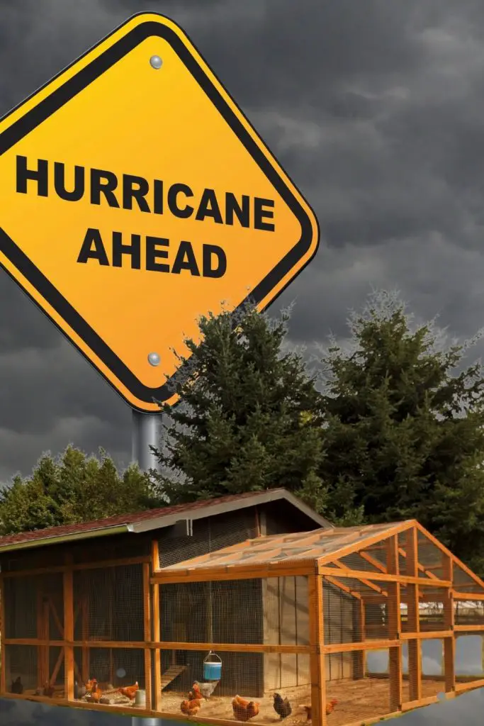 A HURRICANE CAN EASILY DESTROY A CHICKEN COOP.  HAVE A PLAN IN PLACE FOR RELOCATING YOUR FLOCK.