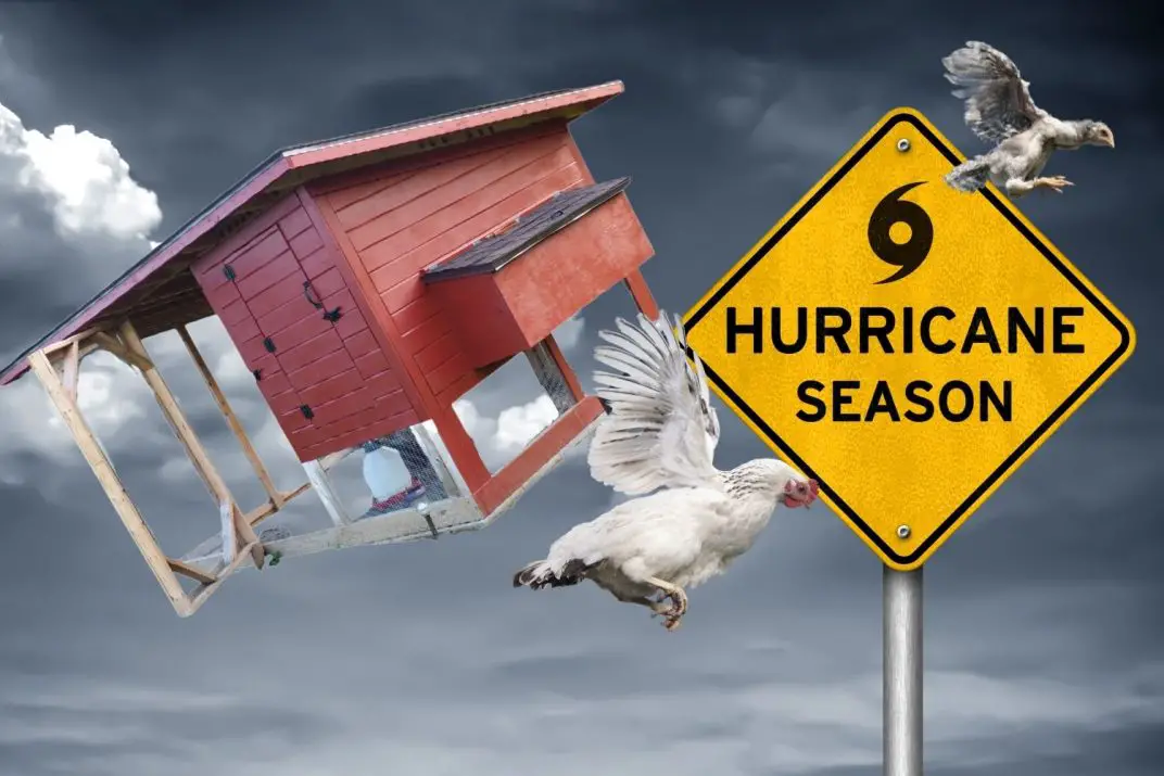 9 Best TipsHow to Hurricane Proof a Chicken Coop