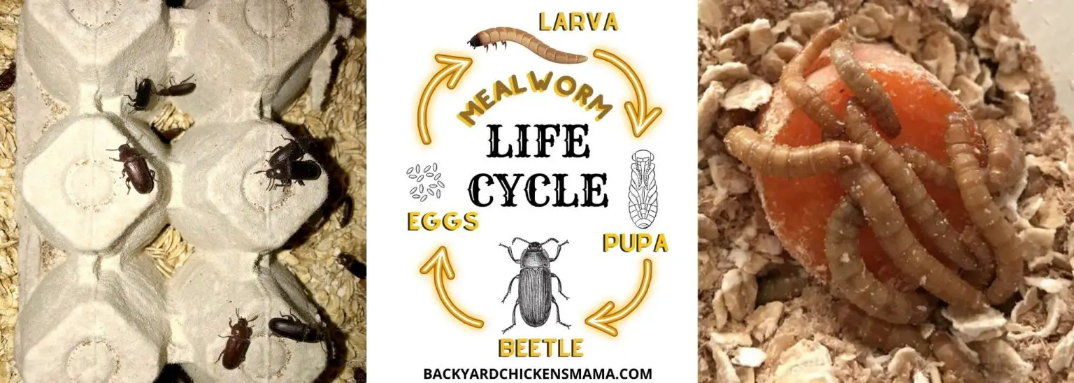 How to Breed Mealworms at Home Best Setup Guide