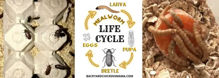LIFE CYCLE OF A MEALWORM BEETLE
