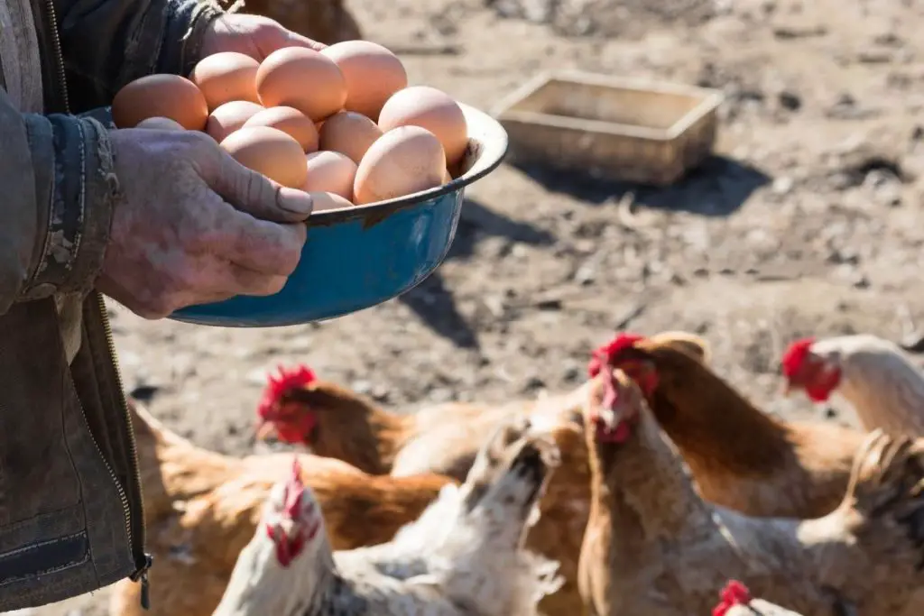 Buy eggs from a local farmer. How to increase hatch rate.