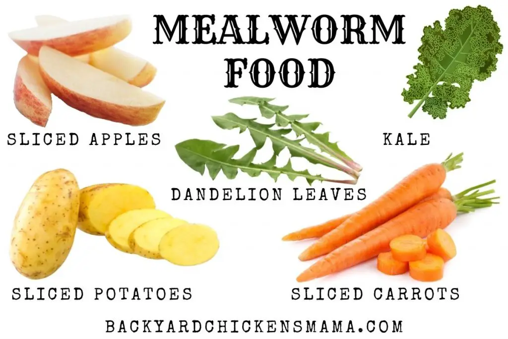 MEALWORM FOOD