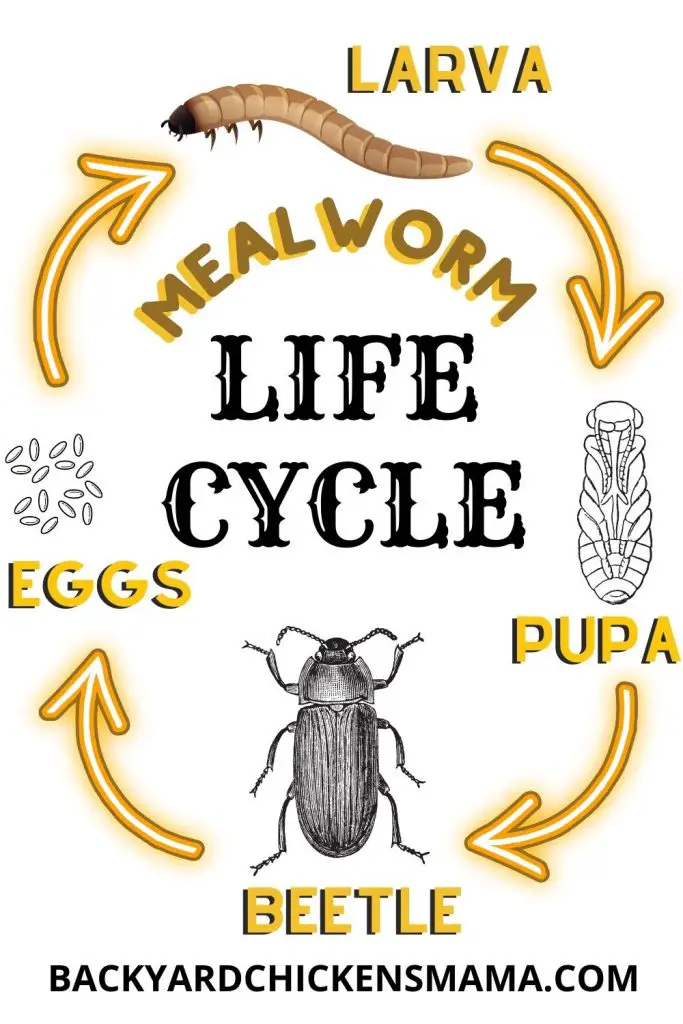 LIFE CYCLE OF A MEALWORM OR DARKLING BEETLE