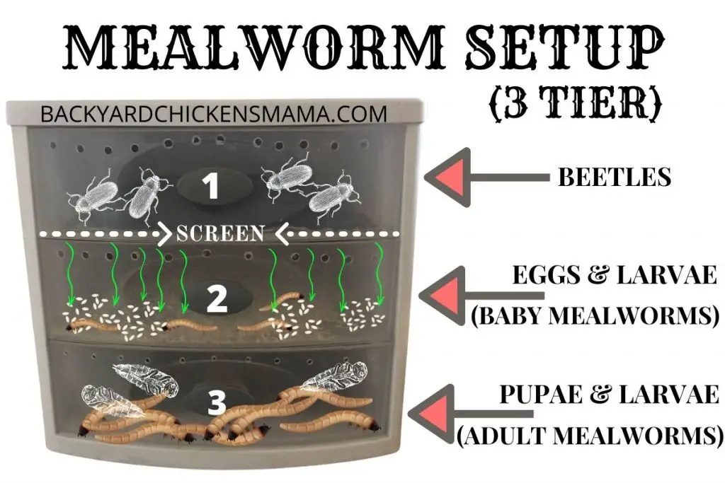 MEALWORM SETUP - 3 TIER