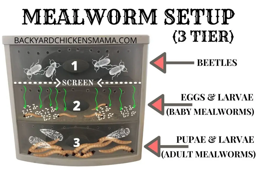 How to Breed Mealworms at Home Best Setup Guide