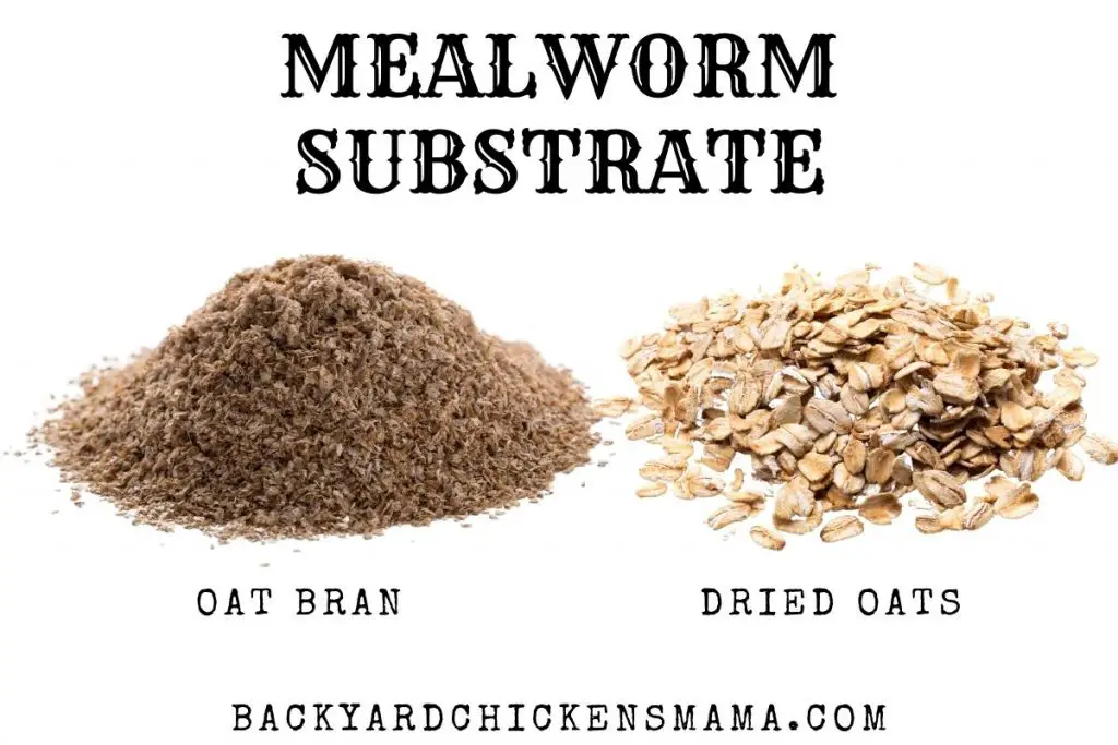 MEALWORM SUBSTRATE