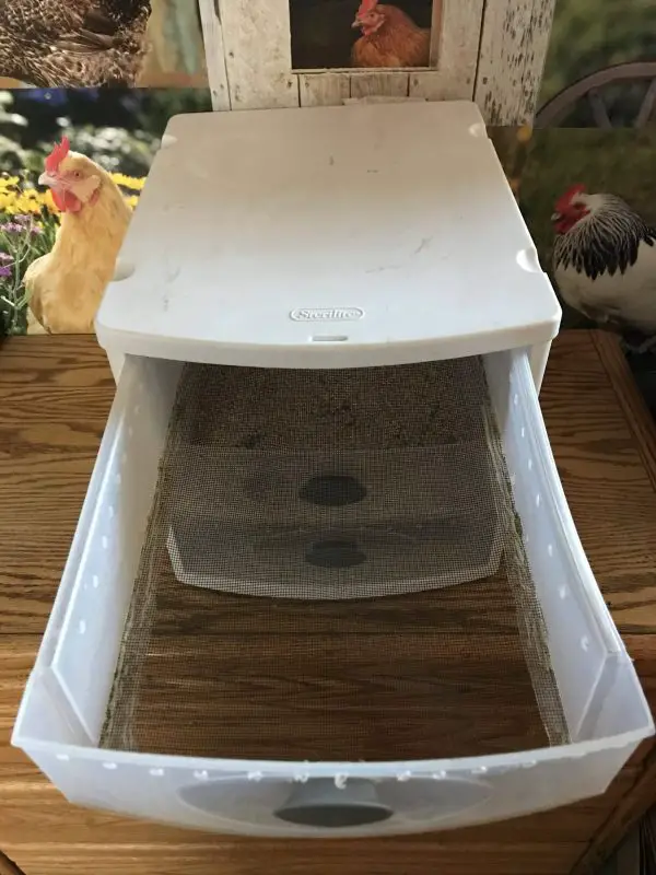 How to Breed Mealworms at Home Best Setup Guide