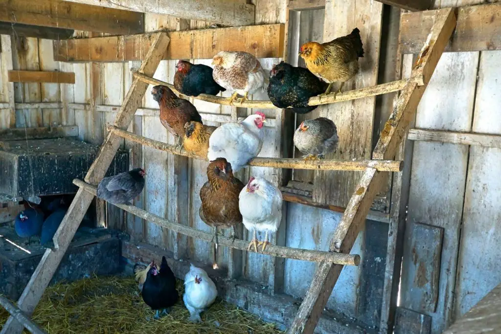 CHICKENS ROOSTING TOGETHER