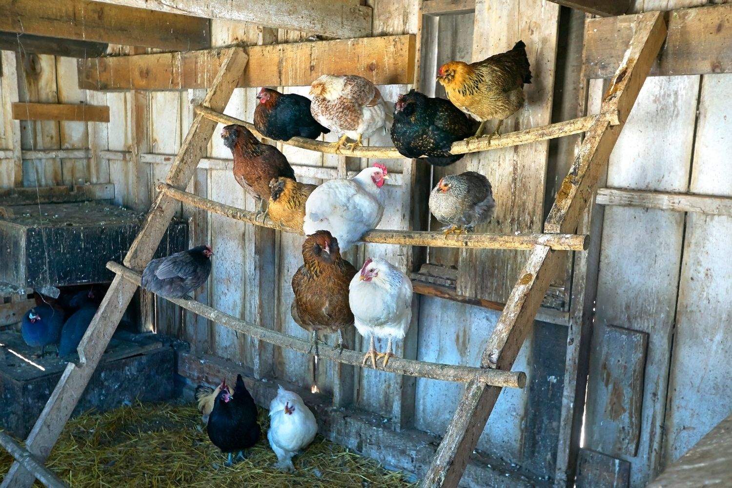 7 Proven Dangers of Keeping Chickens in Your House