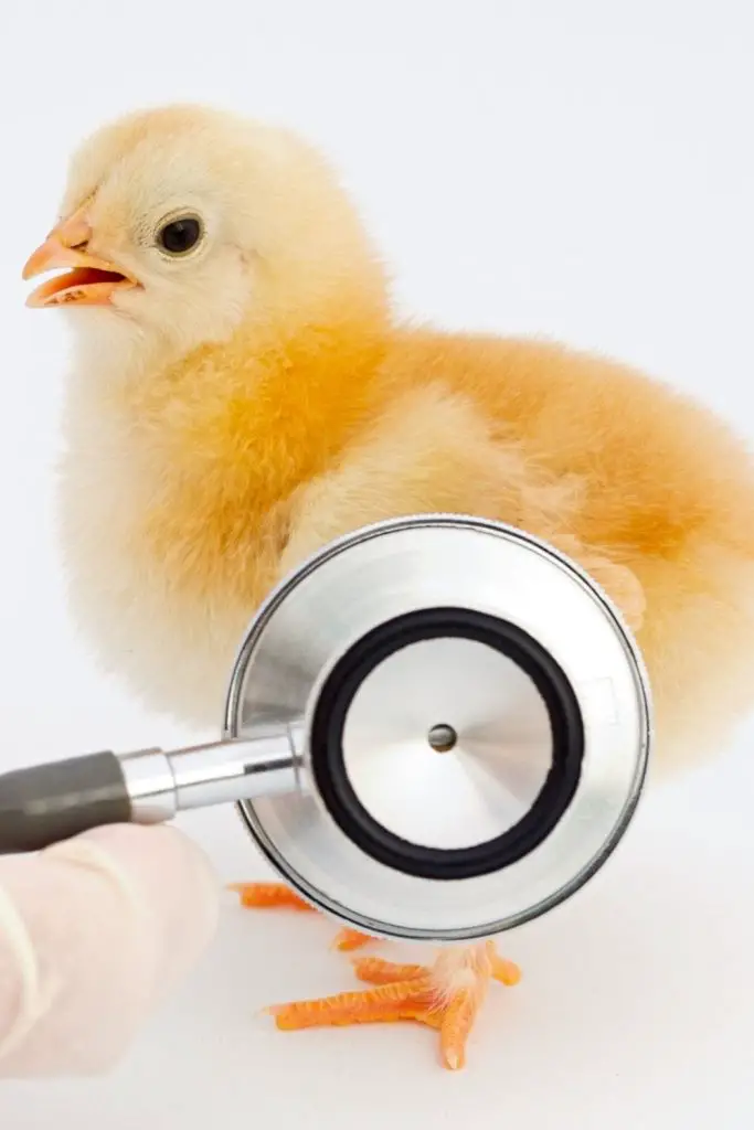 MAKE SURE YOU KNOW HOW TO CHOOSE HEALTHY BABY CHICKS.