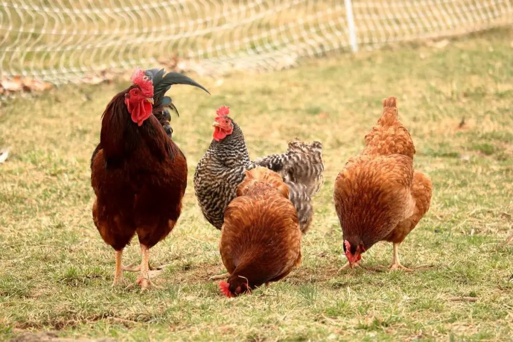 Don't let hens free range until later morning. How to get hens laying in their nesting boxes.