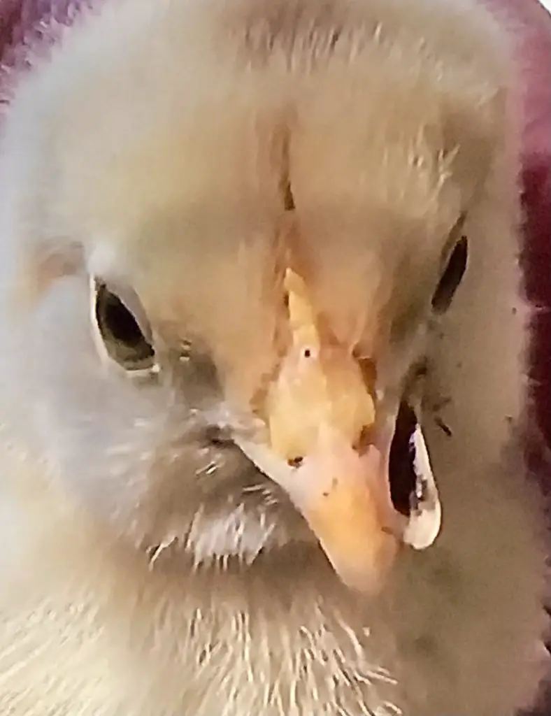 CHICKS WITH SCISSOR BEAK/CROSSED BEAK HAVE TROUBLE EATING AND DRINKING.