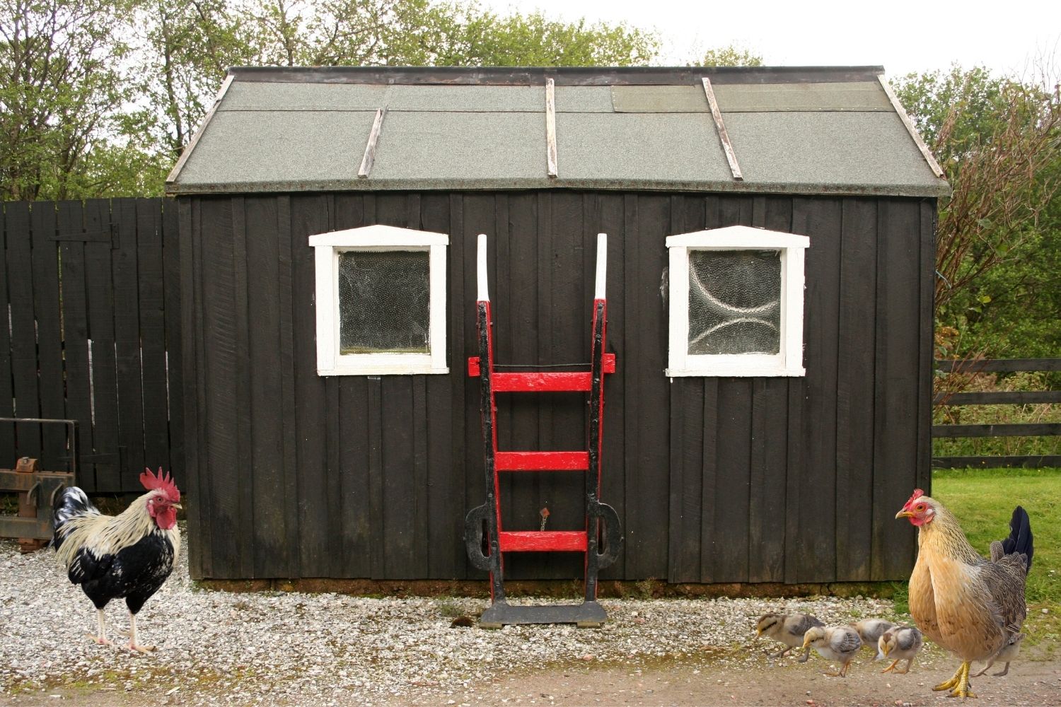 9 Best TipsHow to Hurricane Proof a Chicken Coop