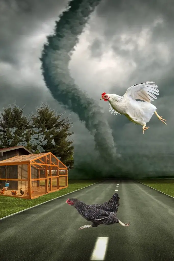 WILL YOUR CHICKENS BE SAFE DURING A DISASTER?