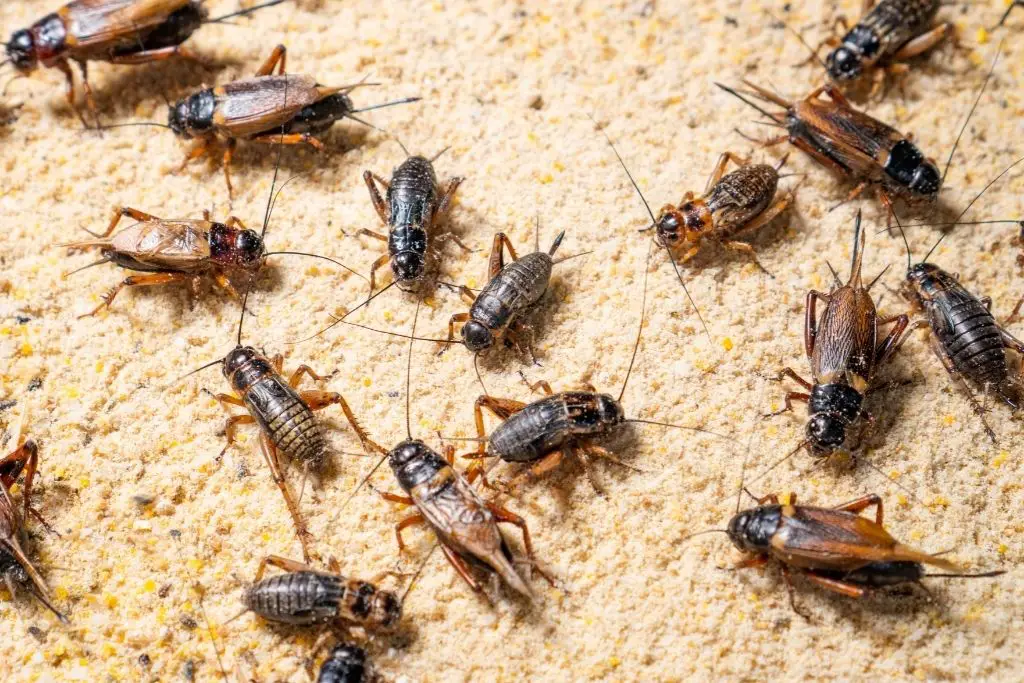 BREEDING CRICKETS AT HOME WILL SAVE YOU A LOT OF MONEY.