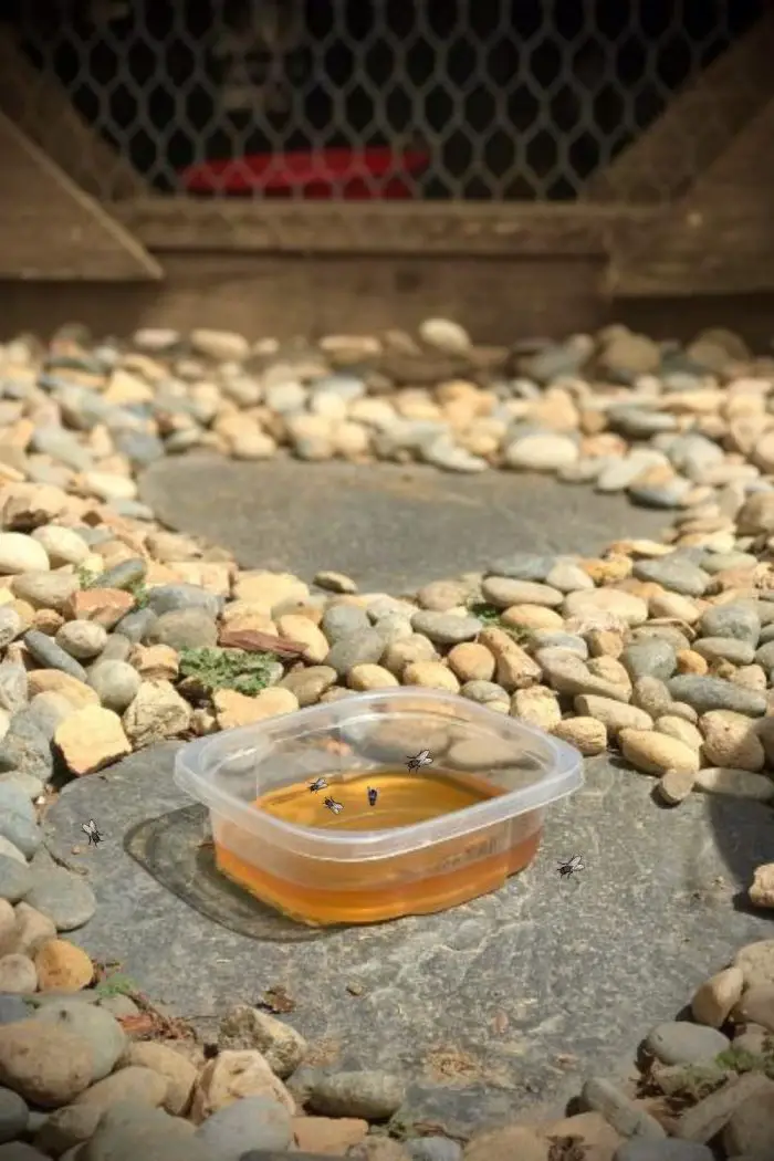 ACV DISH SOAP FLY TRAP Backyard Chickens Mama