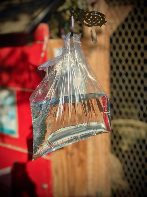 BAG OF WATER PENNIES