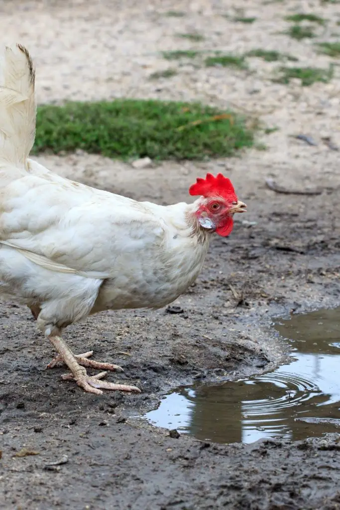A CHICKEN WILL DRINK DIRTY WATER, BUT REALLY DOES PREFER COOL, CLEAN WATER.