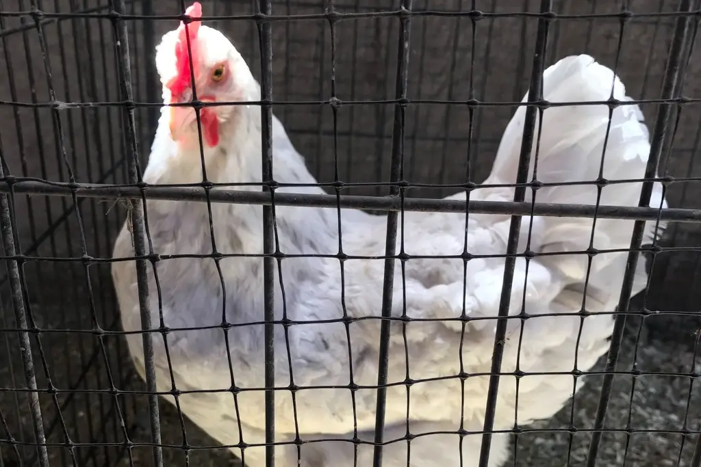 CHICKEN JAIL CAN BE USED FOR AGGRESSIVE CHICKENS.