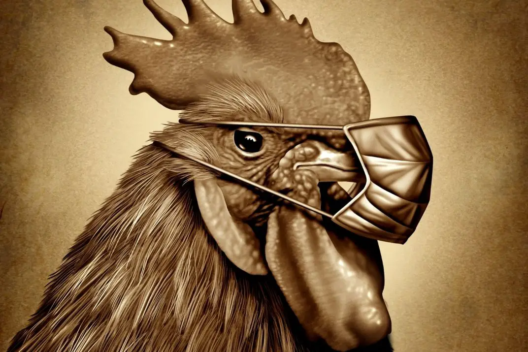 7 Proven Dangers of Keeping Chickens in Your House