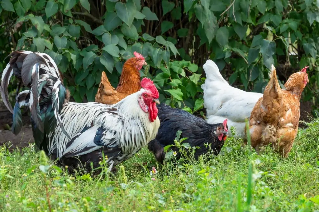 EXPECT TO SPEND SOME TIME MONITORING WHILE THEY TRY TO ESTABLISH THEIR NEW PECKING ORDER. (COMBINING TWO FLOCKS OF CHICKENS)