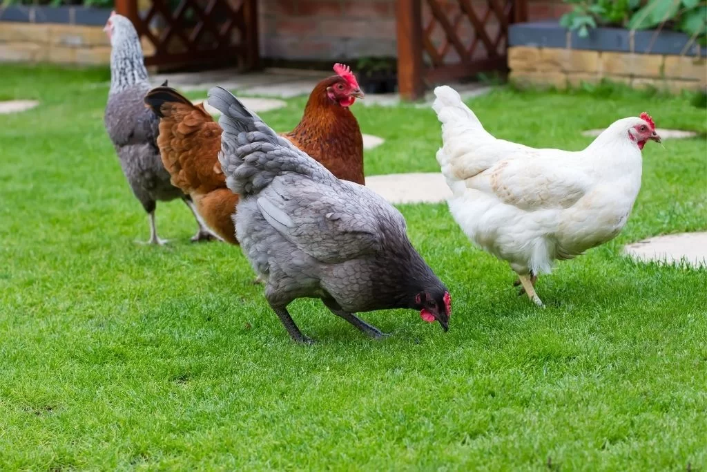 INTRODUCE CHICKENS WHILE FREE RANGING