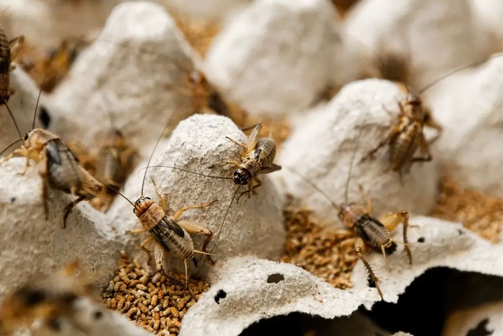 CRICKETS ON EGG CRATES