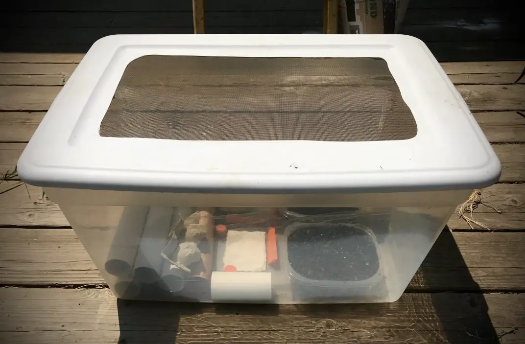 9 Best TipsHow to Breed Crickets at Home