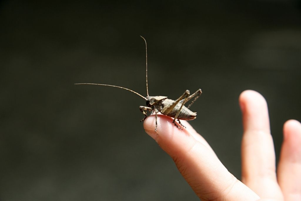 CRICKETS ARE VERY NUTRITIOUS FOR MANY PETS, INCLUDING CHICKENS AND REPTILES.