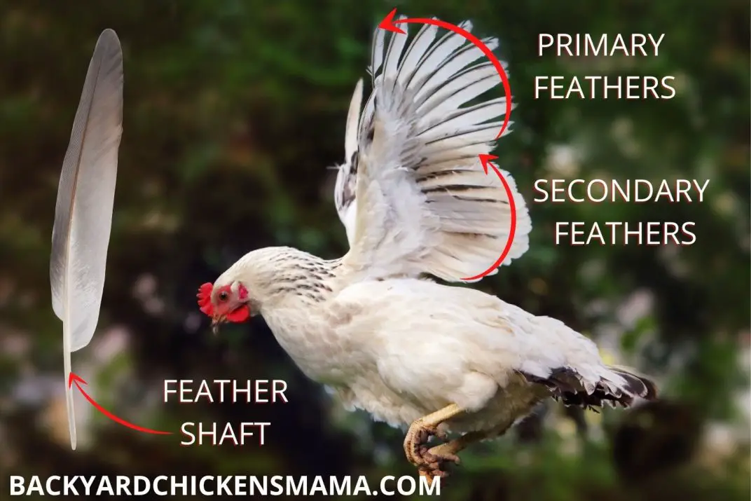 FLYING CHICKENWING FEATHERS Backyard Chickens Mama