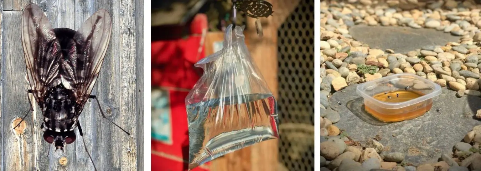 18 Best TipsHow to Control Flies Around a Chicken Coop[Naturally]