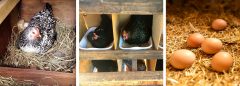 HOW TO GET CHICKENS TO LAY THEIR EGGS IN NESTING BOXES
