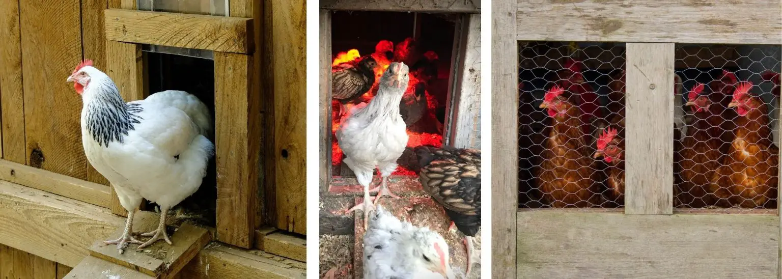 How to Get Your Chickens to Go Into the Coop at Night7 Simple Tips