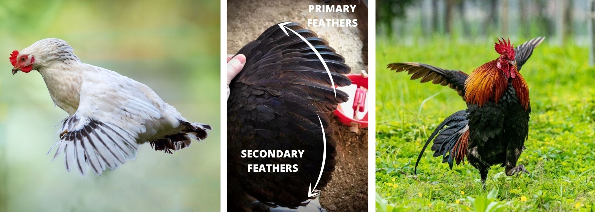 Best Guide How to Properly Clip Chicken Wings