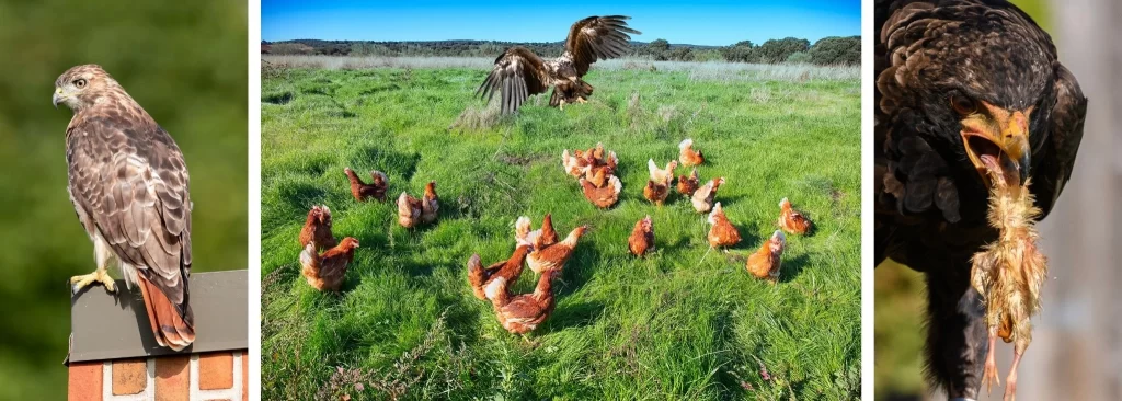 HOW DO I KNOW IF A HAWK ATTACKED MY CHICKENS?