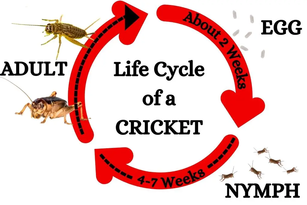 Life cycle of a cricket