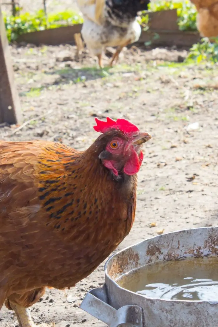 7 Best Tips How to Keep Chicken Water Clean