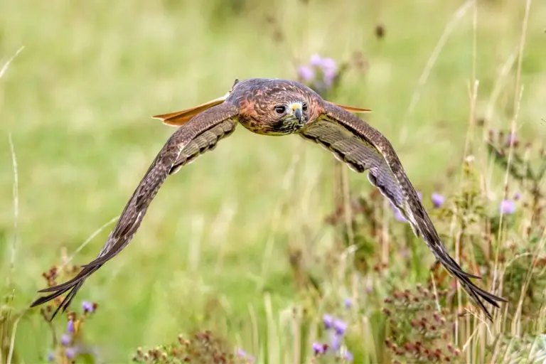 How to Know if a Hawk Attacked Your Chickens (+Prevention Tips)