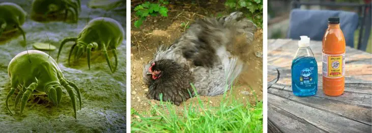 SIMPLE WAYS TO GET RID OF MITES IN CHICKENS-NATURALLY