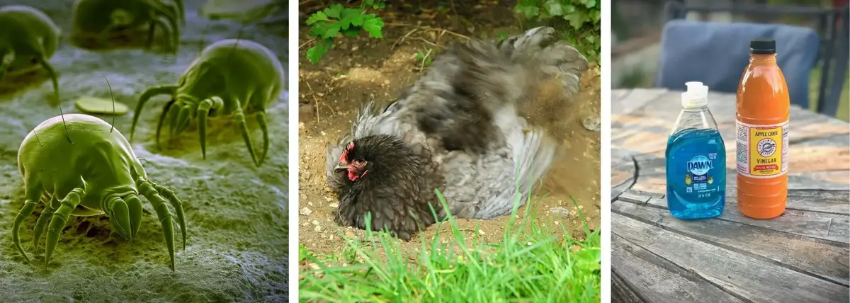 EINFACHE MÖGLICHKEITEN, MILBEN BEI HÜHNERN LOSZUWERDEN - NATÜRLICH