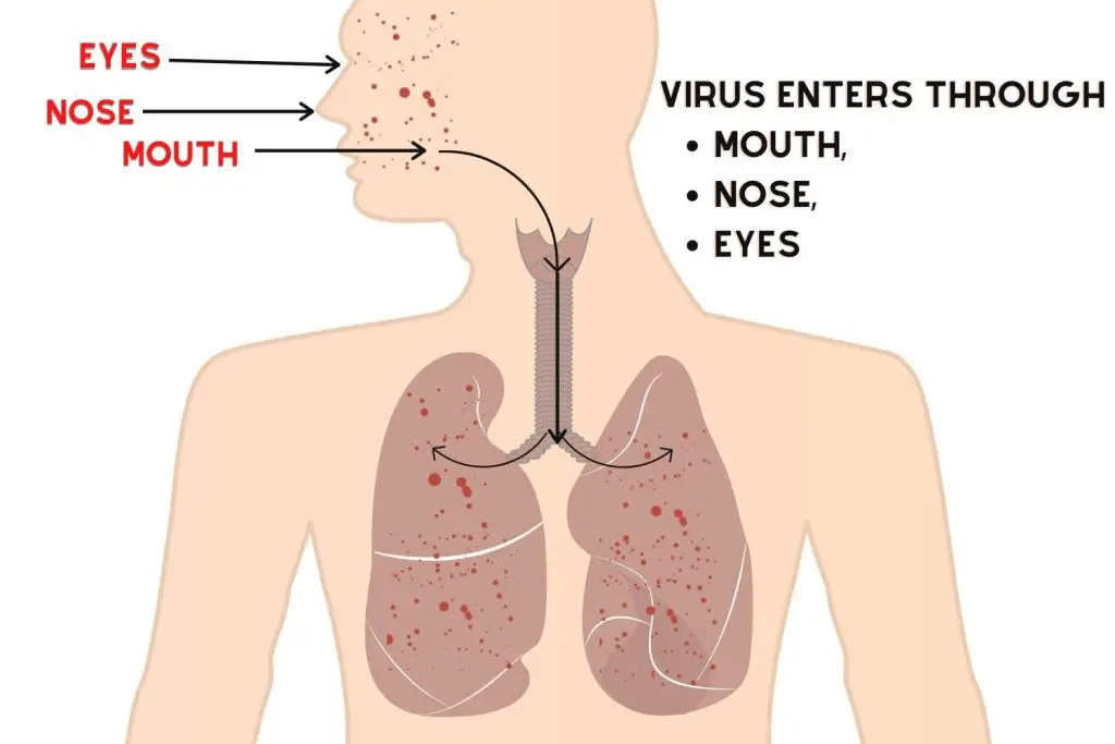 MANY CHICKEN VIRUSES ENTER THROUGH YOUR EYES, NOSE AND MOUTH.