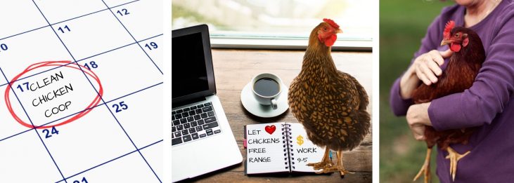 CAN I WORK AND OWN CHICKENS?