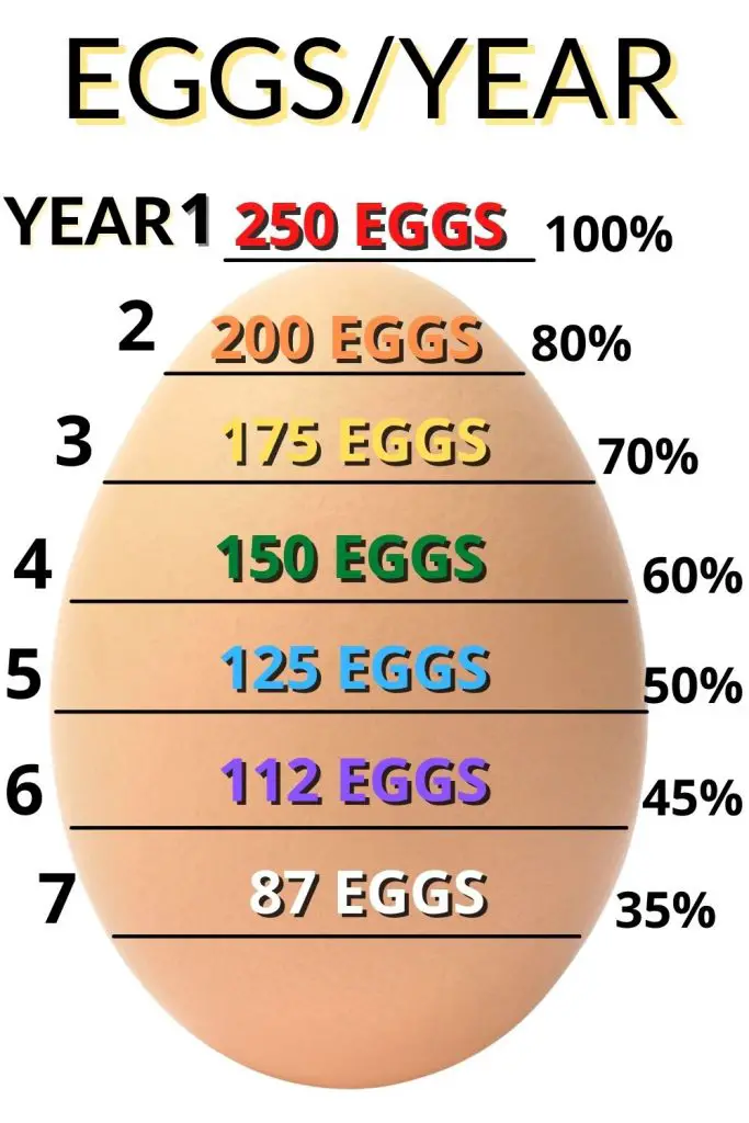 Chart: how many eggs per year a chicken lays. Do you know what to do when your chicken dies?