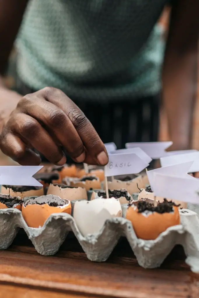 USE EGG SHELLS AS STARTER POTS FOR SEEDLINGS