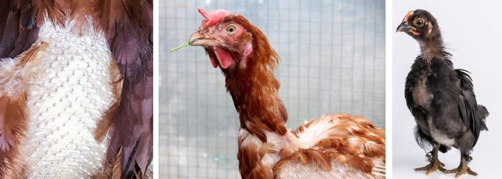 WHY AND WHEN DO CHICKENS MOLT